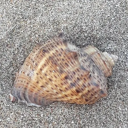 Guest house Style Place Kiten (Burgas)