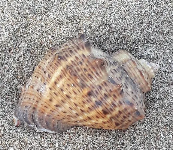 Maison d'hôtes Style Place Kiten (Burgas)